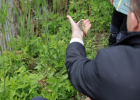Traditionelle Karpfenteichwirtschaft in Bayern: Herr Staatsminister Füracker begutachtet das Einsetzen von Setzlingen.