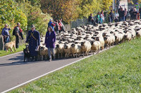 Schäfer mit Schafsherde